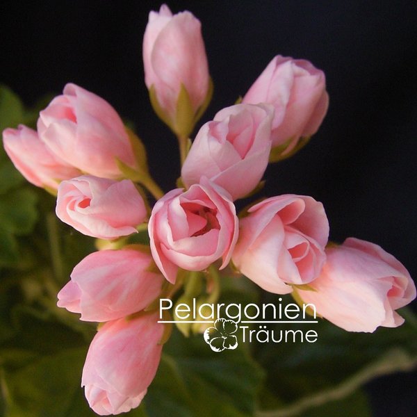 'Emma från Bengtsbo' Pelargonium zonale