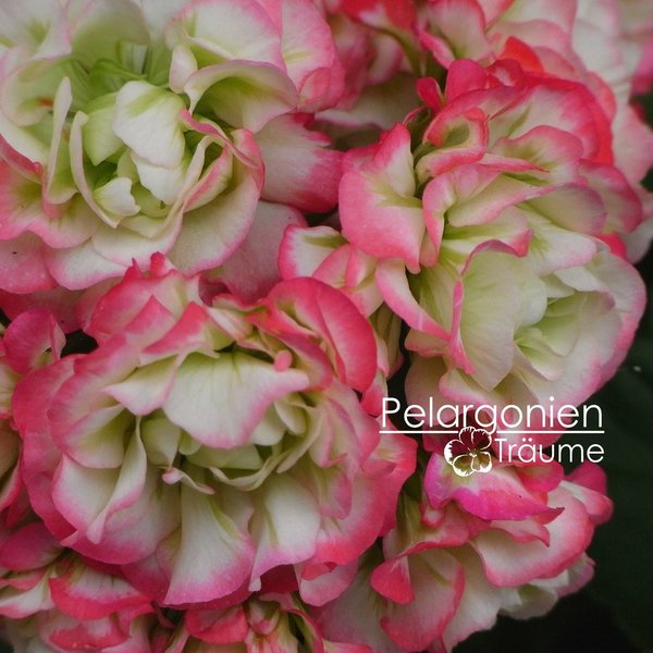 'Appleblossom Rosebud' Pelargonium zonale