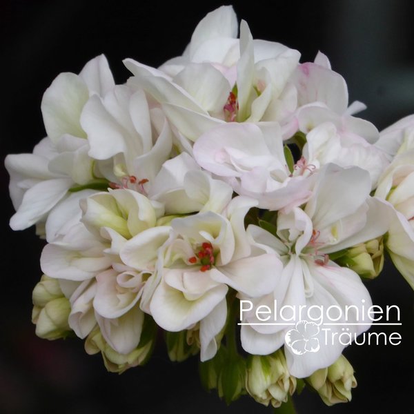 'Drottningholm' Pelargonium zonale