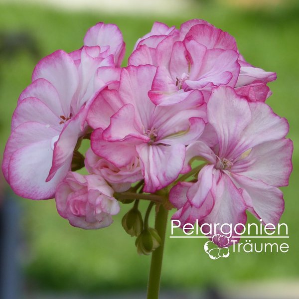 'Elnaryds Annelie' Pelargonium zonale