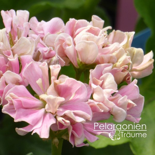 'Elnaryds Romance' Pelargonium zonale