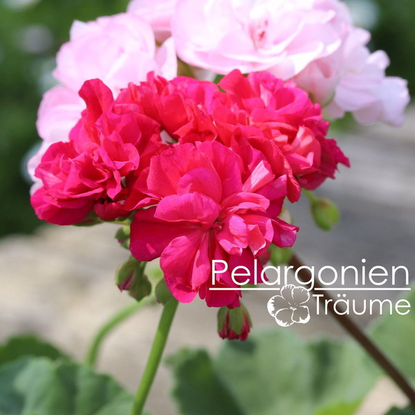 'Dronning Margrethe' Pelargonium zonale
