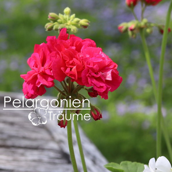 'Dronning Margrethe' Pelargonium zonale