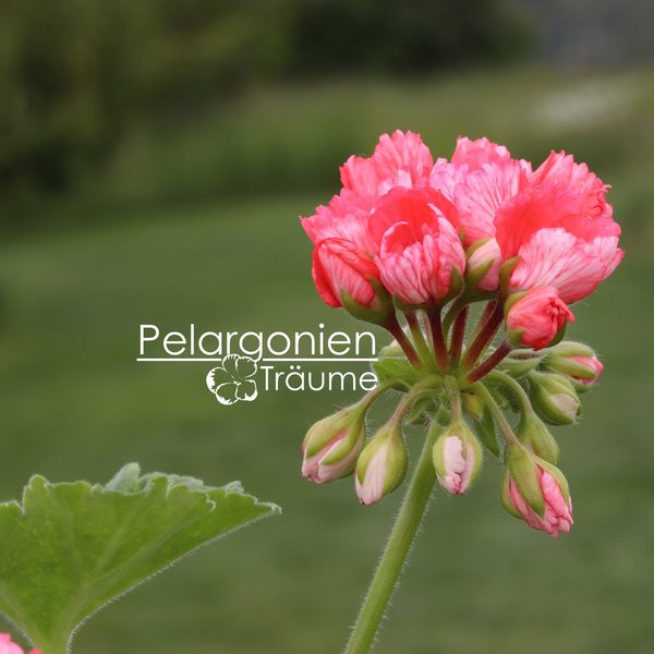 'Fringed Patricia Andrea' Pelargonium zonale
