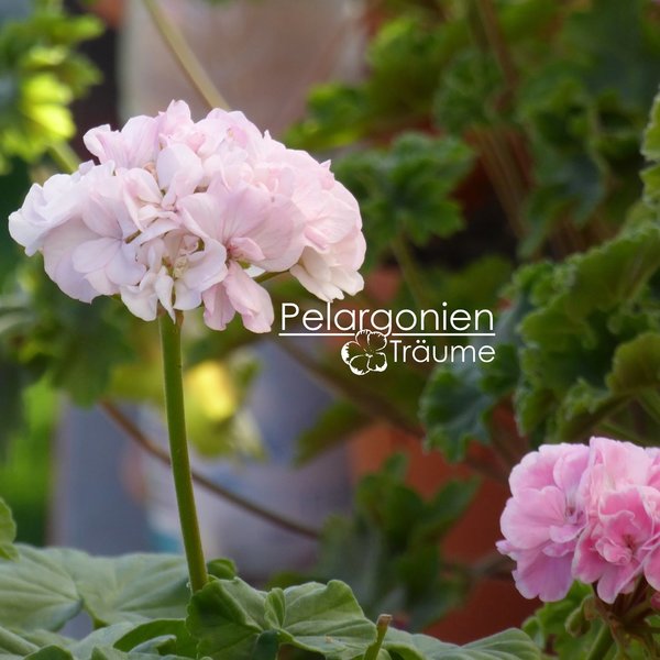 'Frou Frou' Pelargonium zonale