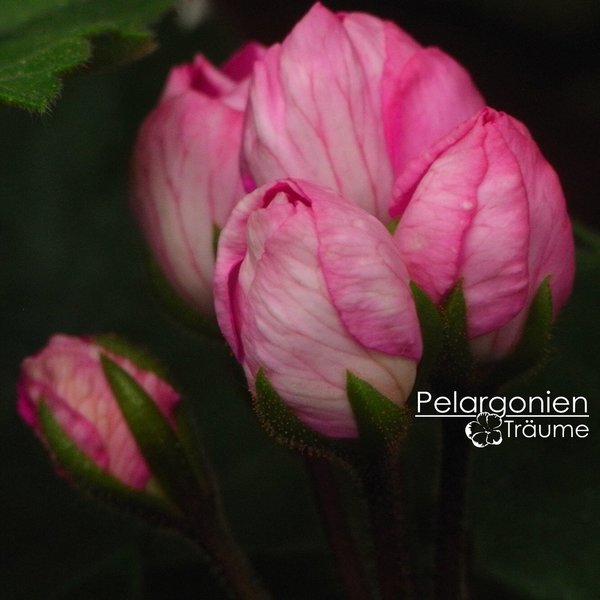 'Happy Birthday' Pelargonium zonale