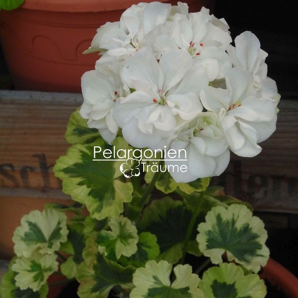 'Ivory Snow' Pelargonium zonale