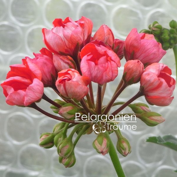 'Herma' Pelargonium zonale