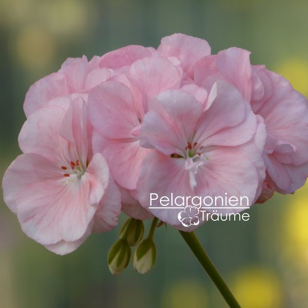 'Mårbacka' Pelargonium zonale