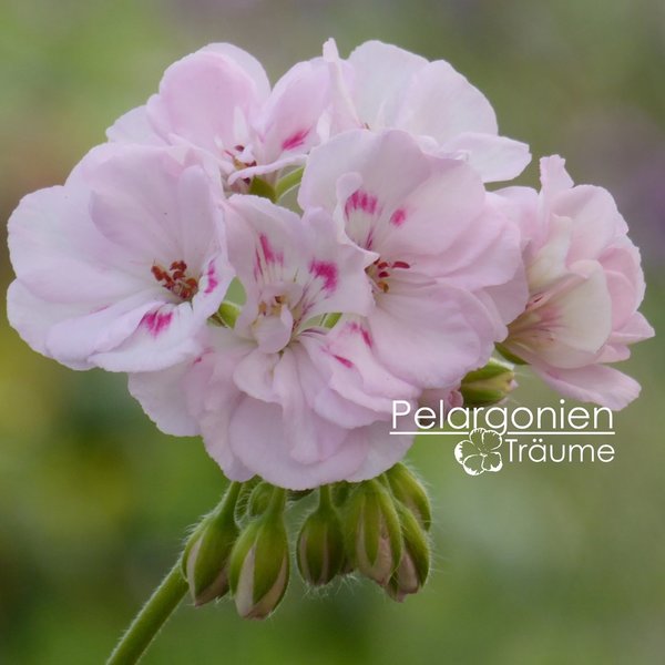 'Millfield Gem' Pelargonium