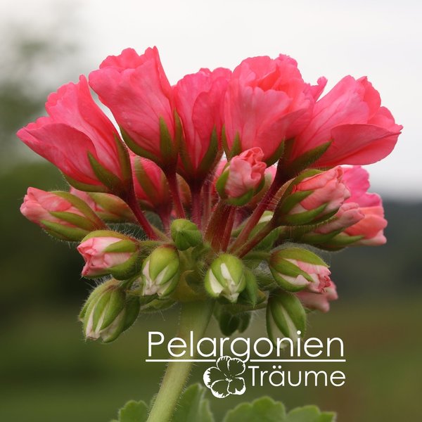 'Marie Louise' Pelargonium zonale