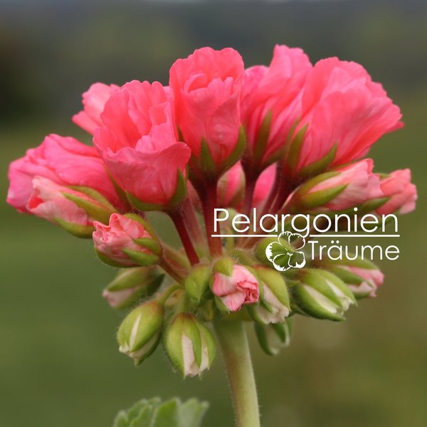 'Marie Louise' Pelargonium zonale