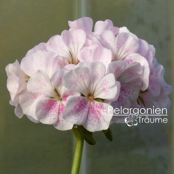 'Mrs J.J. Knight' Pelargonium zonale