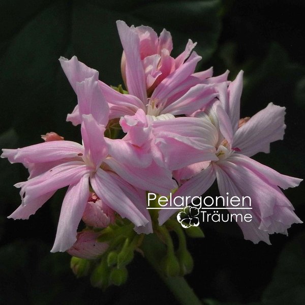 'Mrs Salter Bevis' Pelargonium zonale
