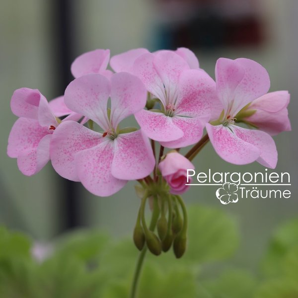 'Odensjö Royal Affair' Pelargonium zonale