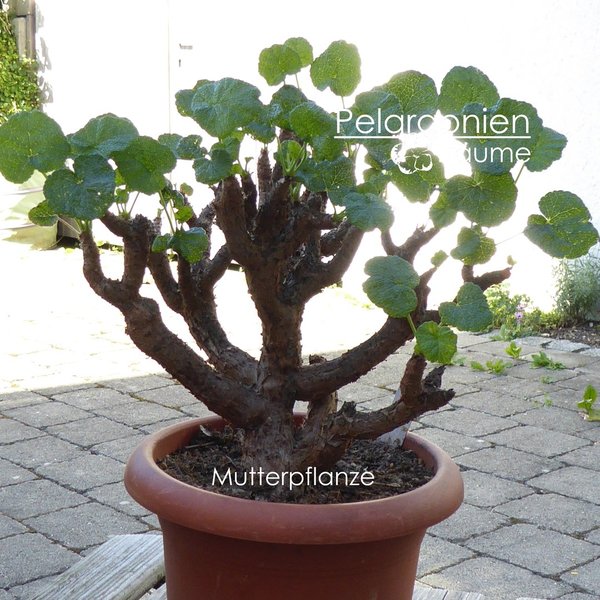 Pelargonium cotyledonis