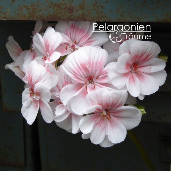 'Lovely Wera' Pelargonium zonartic