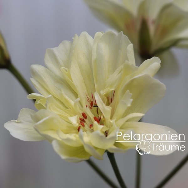 'Rushmoor Mississippi' Pelargonium zonartic