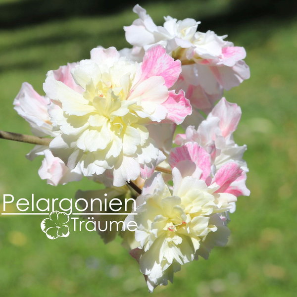 'Rushmoor Parana' Pelargonium zonartic