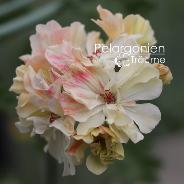 'Unicorn Diva' Pelargonium zonartic