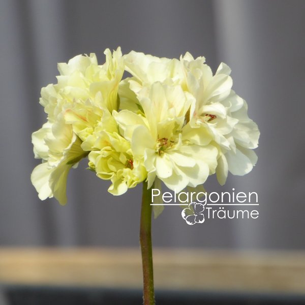 'Unicorn Diva' Pelargonium zonartic