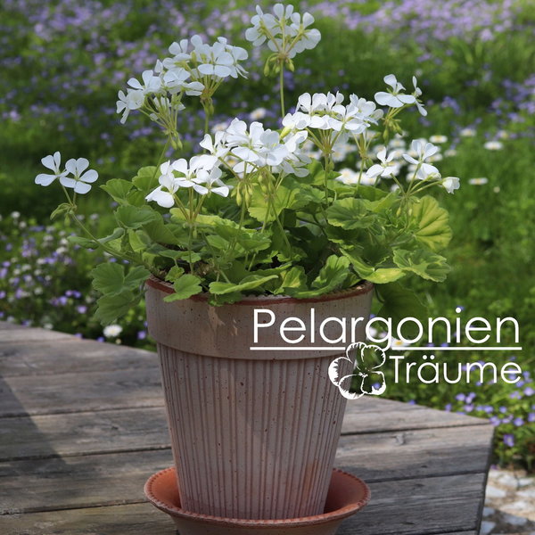 'Pelargonienträumes Siljan' Pelargonium zonale