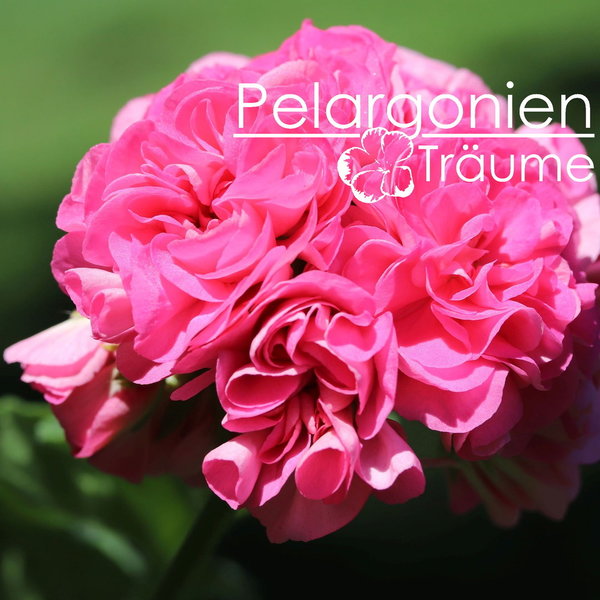 'Pelargonienträumes Hochzeitstanz' Pelargonium zonale