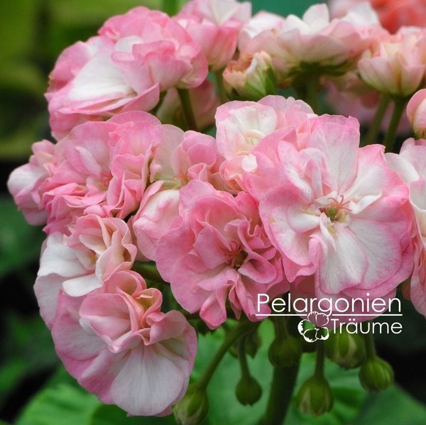'Pink Dahlia Flowered' Pelargonium zonale