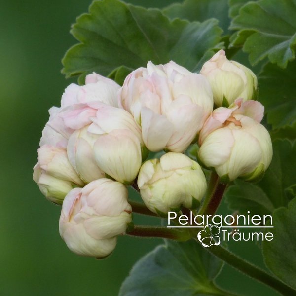 'Prins Gustaf' / 'Prins Gustav' Pelargonium zonale