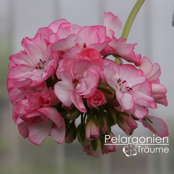 'Pretty Petticoat' Pelargonium zonale
