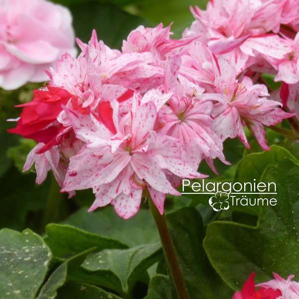 'Richard Hodgson' Pelargonium zonale