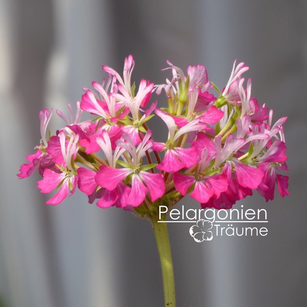 'Queen Esther' Pelargonium zonale