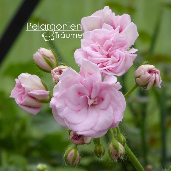 'Rococo' Pelargonium