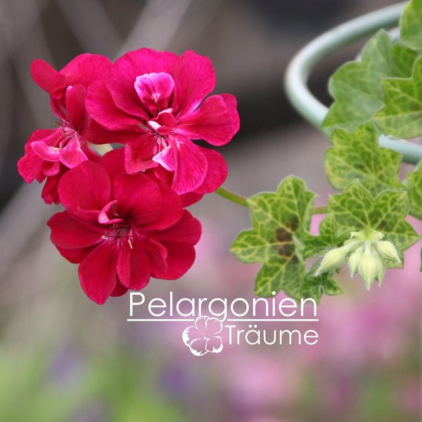 'Roller´s Pioneer' Pelargonium peltatum