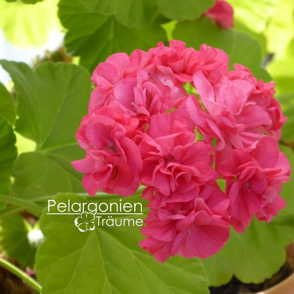 'Rushmoor Golden Rosebud' Pelargonium zonale