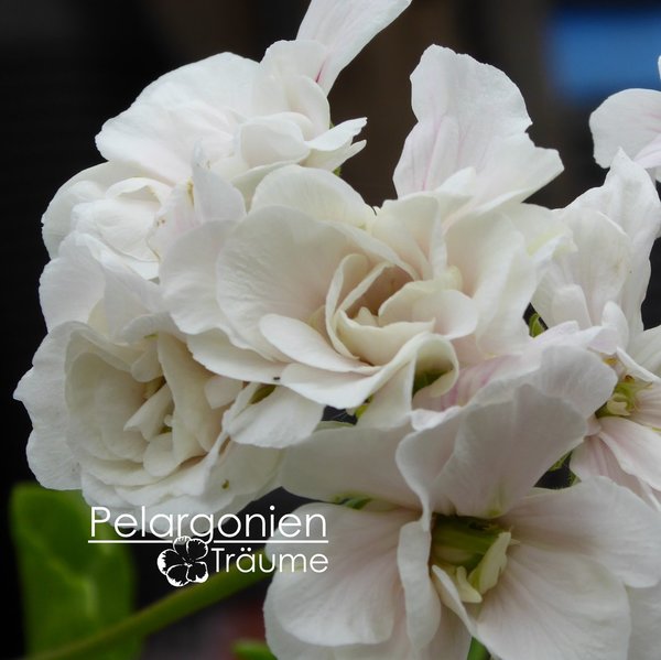 'Snowdrift' Pelargonium peltatum