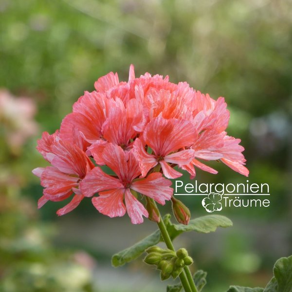 'Strawberry' Pelargonium zonale