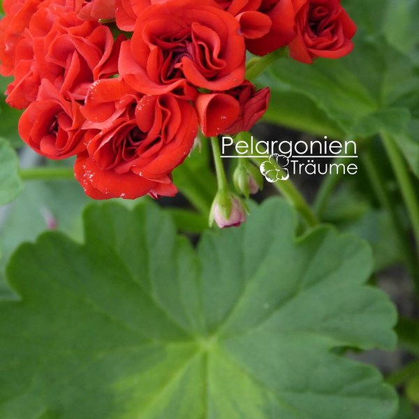 'Summer Rose Tina' Pelargonium zonale