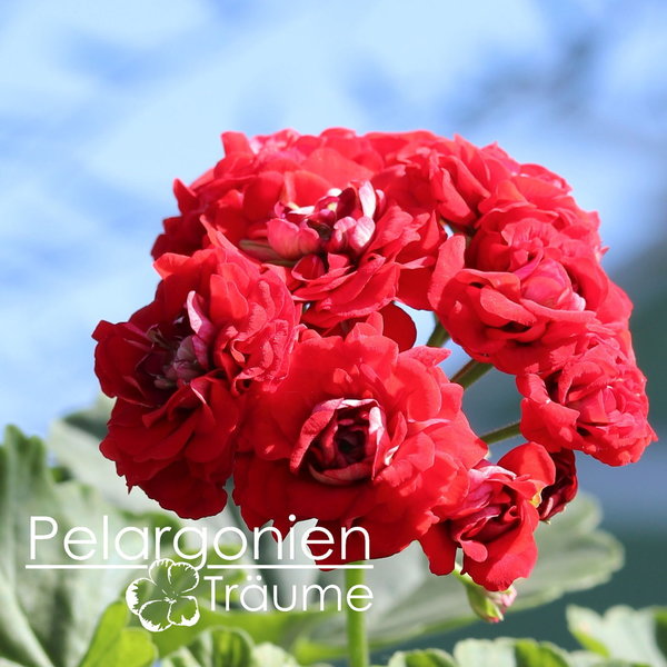 'Telemark Rosen' Pelargonium zonale