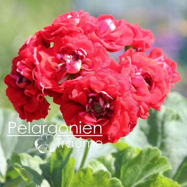 'Telemark Rosen' Pelargonium zonale