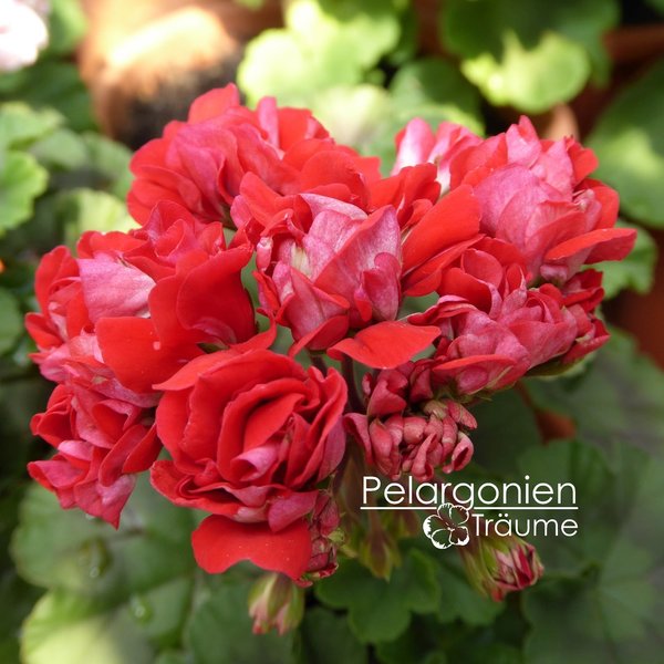 'Vectis Rosebud' Pelargonium zonale