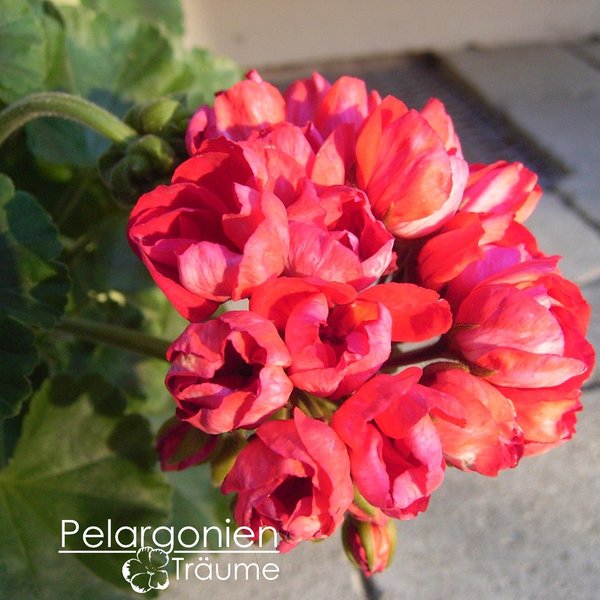 'Victoria Andrea' Pelargonium zonale