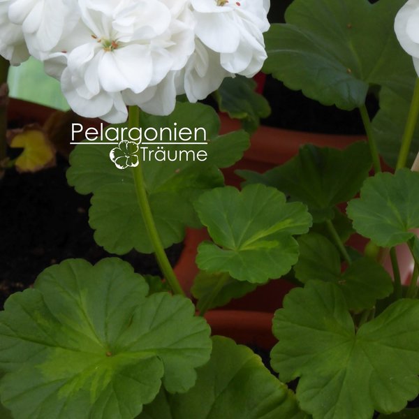 'White Butterfly' Pelargonium zonale