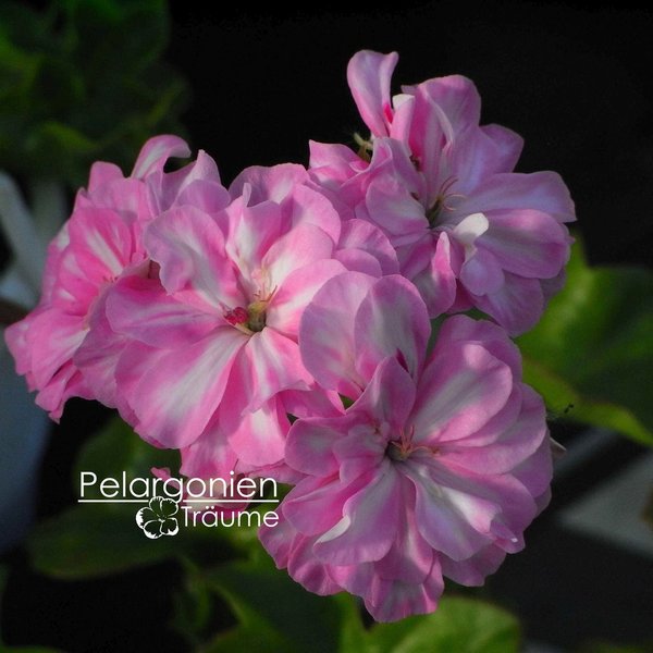 'Zeebra Lee' Pelargonium peltatum