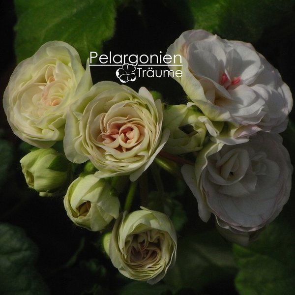 'PAC Viva Madeleine' Pelargonium zonale