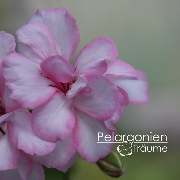 'Harlequin Rosy O'Day' Pelargonium peltatum