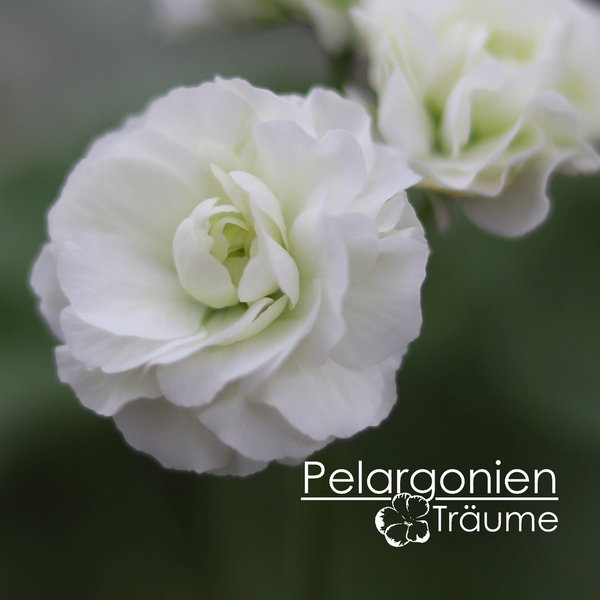'Midori Buke' Pelargonium zonale