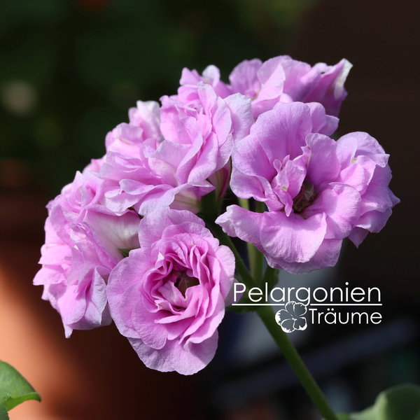 'Ako´s Farmor' Pelargonium peltatum