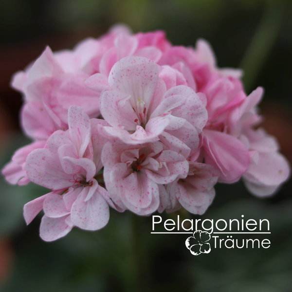 'Madicken' Pelargonium zonale
