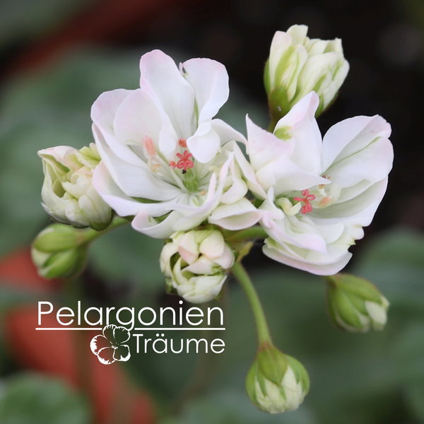 'Pelargonannas Halo' Pelargonium zonale